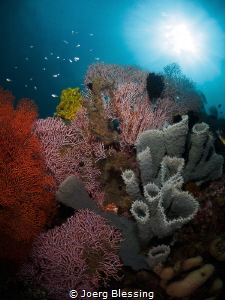 Healthy reef scenery @Pemuteran, Bali. by Joerg Blessing 